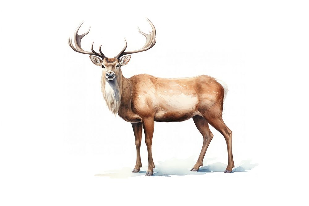 Wildlife animal mammal deer. AI generated Image by rawpixel.