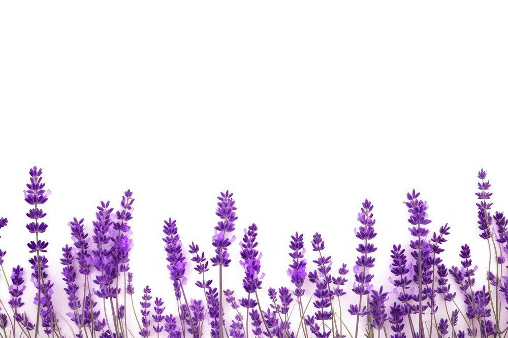 Lavender flower backgrounds blossom. AI generated Image by rawpixel.