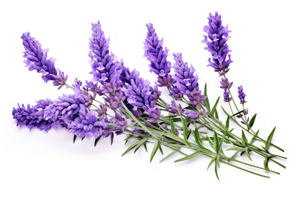 Lavender flower blossom plant. AI generated Image by rawpixel.