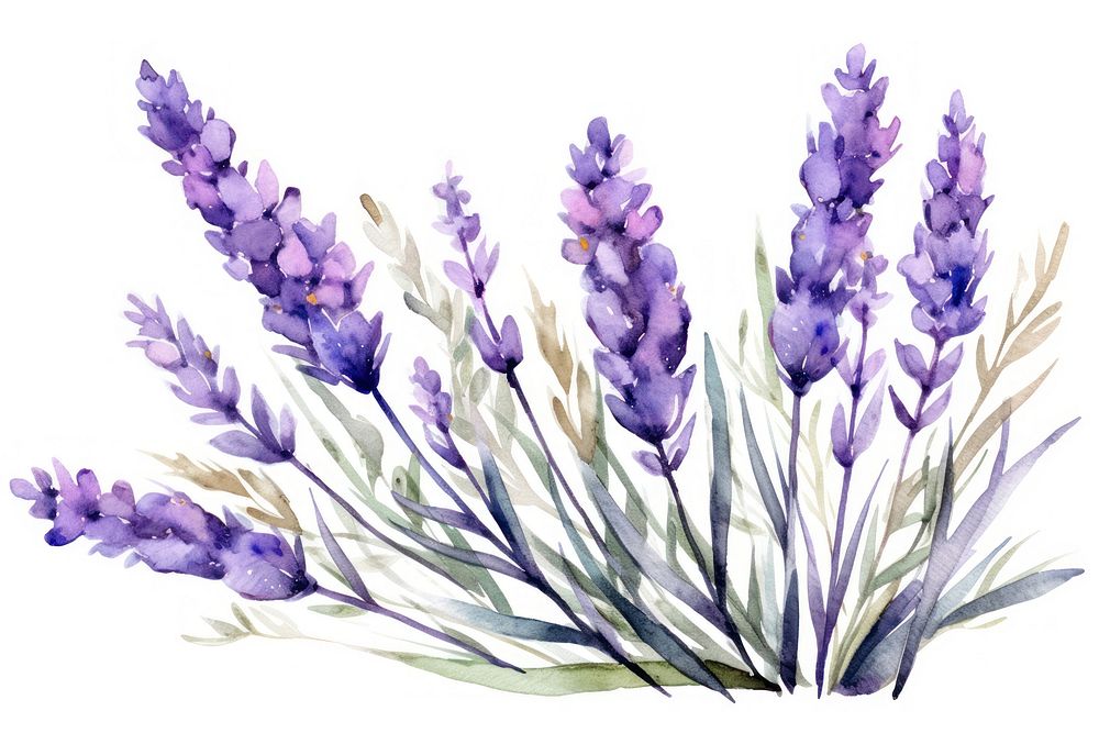 Lavender flower blossom purple. AI generated Image by rawpixel.