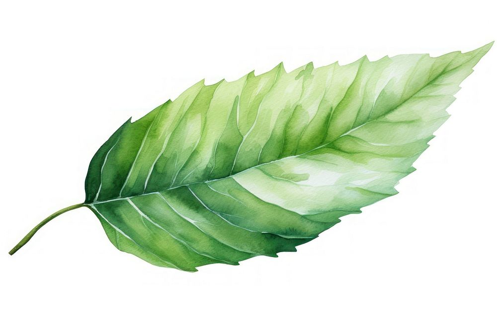 Leaf plant freshness nature. AI generated Image by rawpixel.