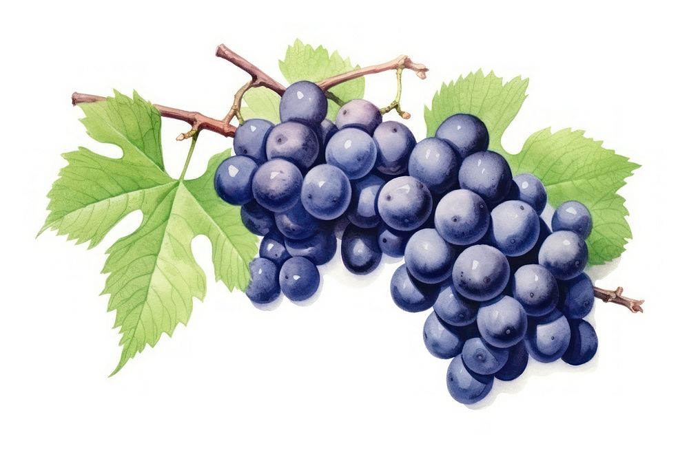 Grapes fruit berry plant. 