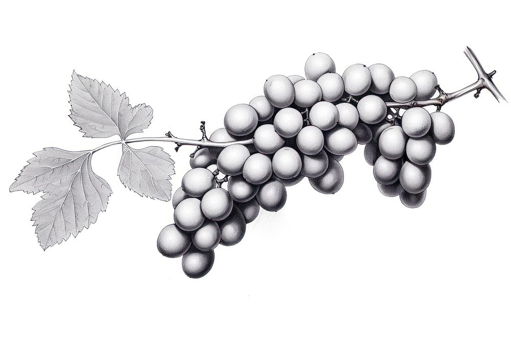 Grapes drawing sketch fruit. 