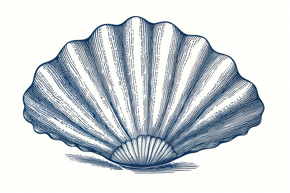 Drawing sketch shell clam. AI generated Image by rawpixel.