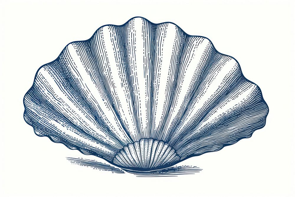 Drawing sketch shell clam. 