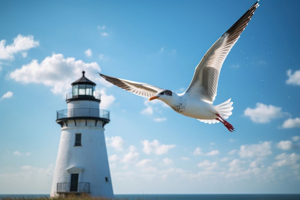 Seagull flying lighthouse animal. 