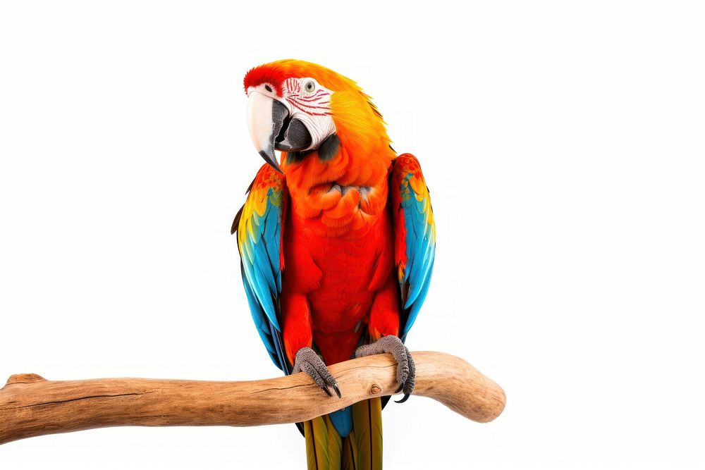 Parrot animal macaw bird. 