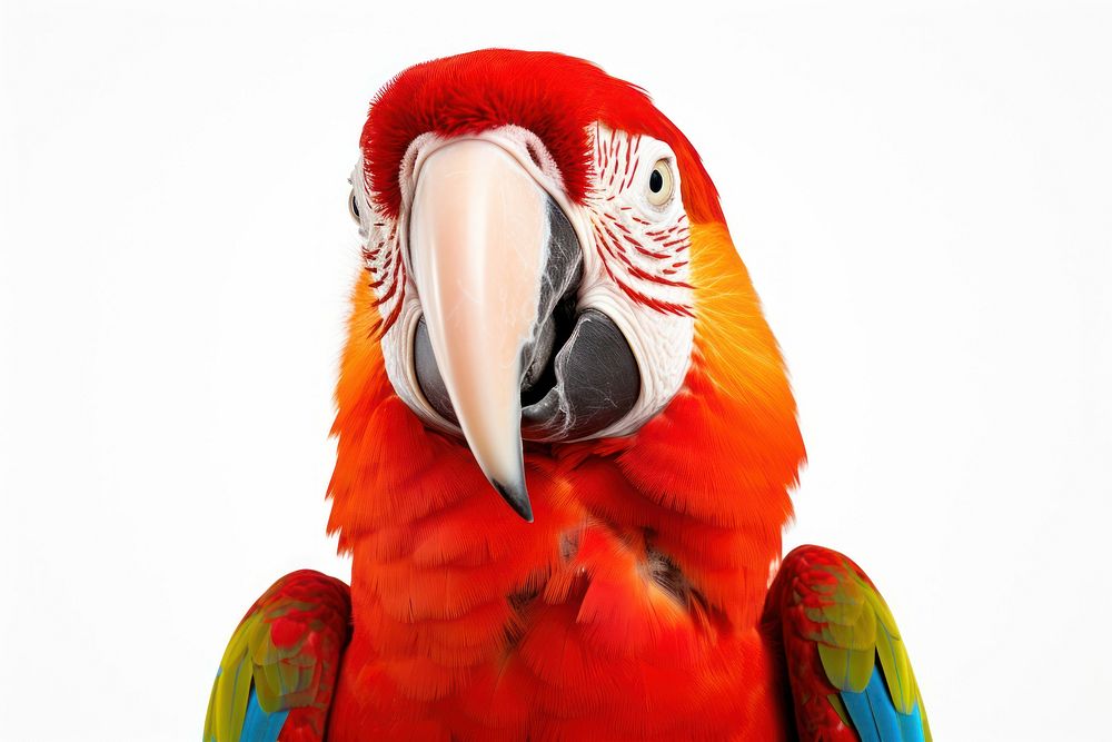 Animal parrot macaw bird. AI generated Image by rawpixel.