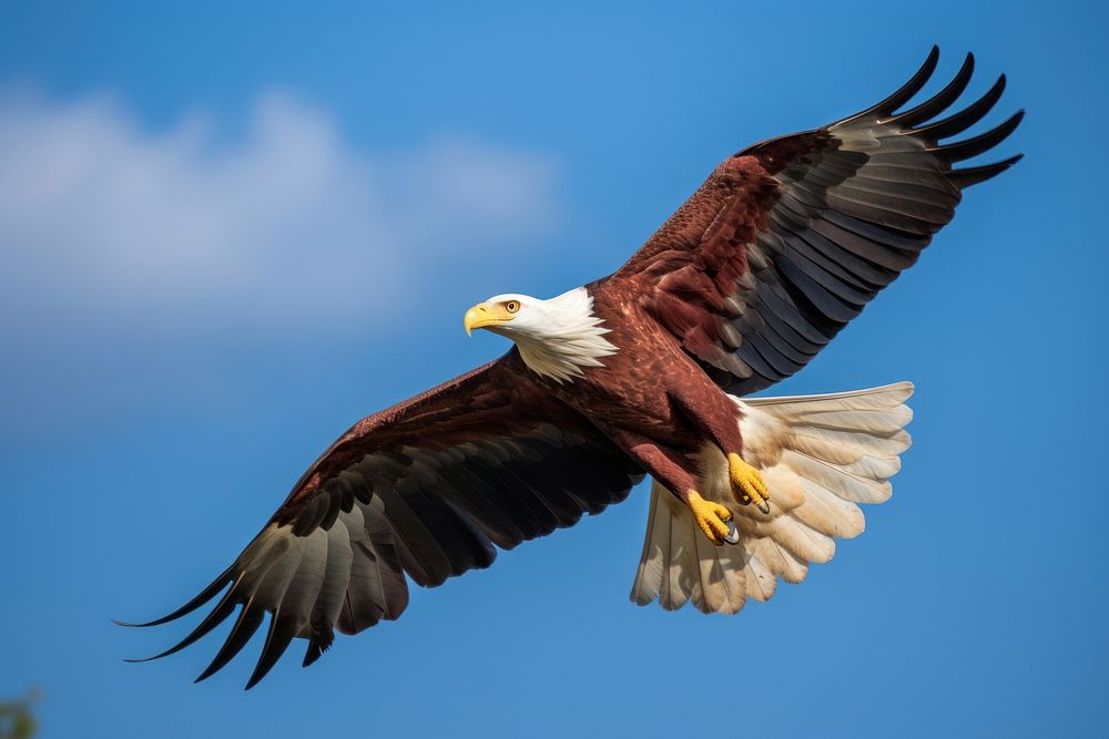 Animal eagle bird blue. 