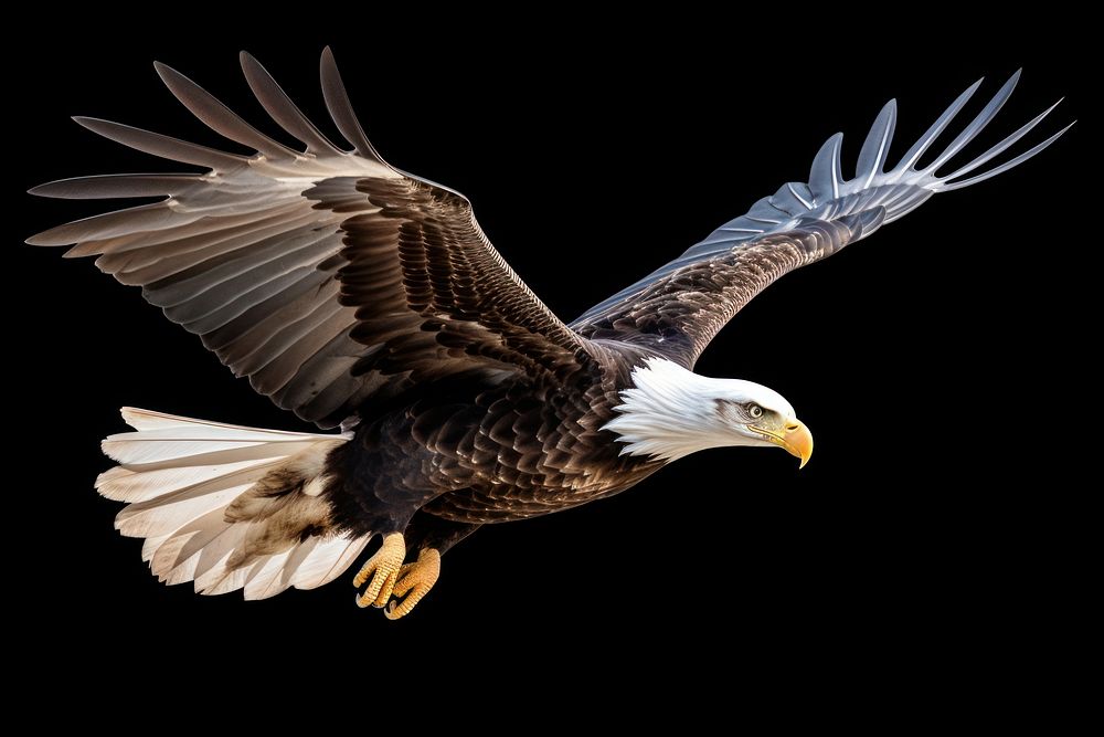 Animal flying eagle bird. AI generated Image by rawpixel.