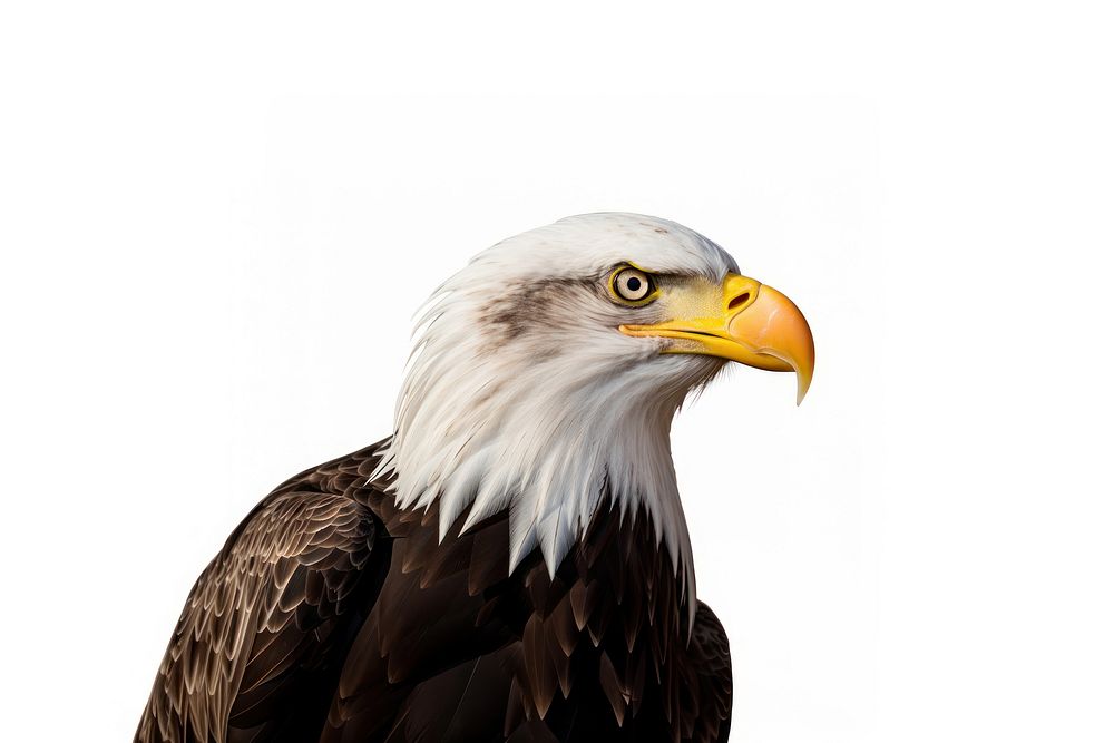 Animal eagle beak bird. AI generated Image by rawpixel.