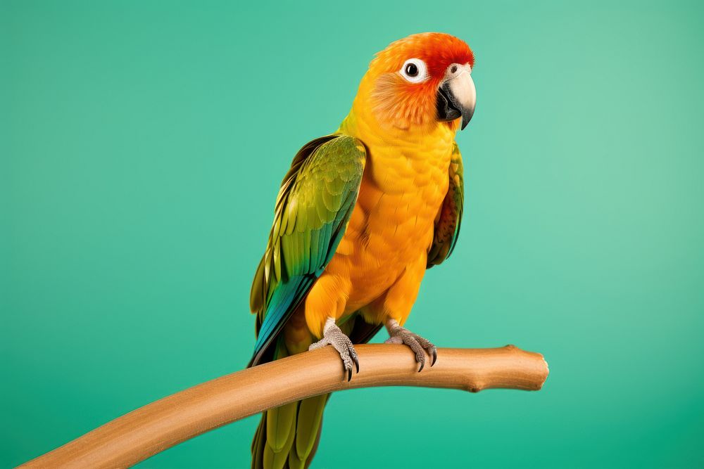 Bird parrot animal lovebird. AI generated Image by rawpixel.