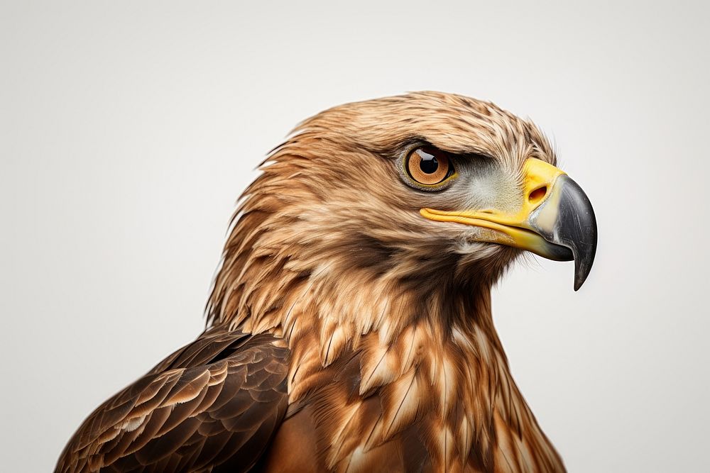 Buzzard animal eagle beak. AI generated Image by rawpixel.