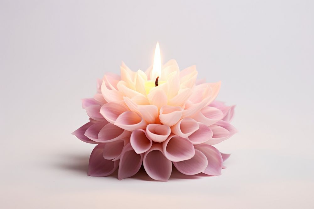 Flower dahlia candle plant. 