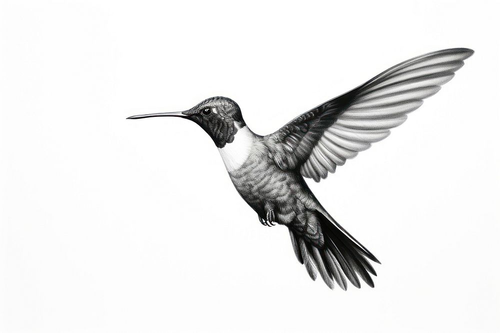 Hummingbird animal flying monochrome. AI generated Image by rawpixel.