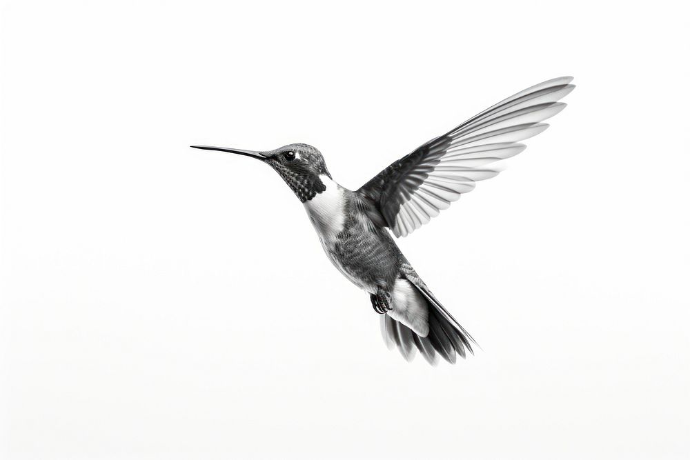 Hummingbird animal flying monochrome. AI generated Image by rawpixel.