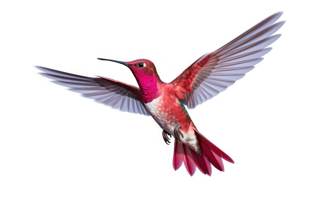 Hummingbird animal flying white background. 