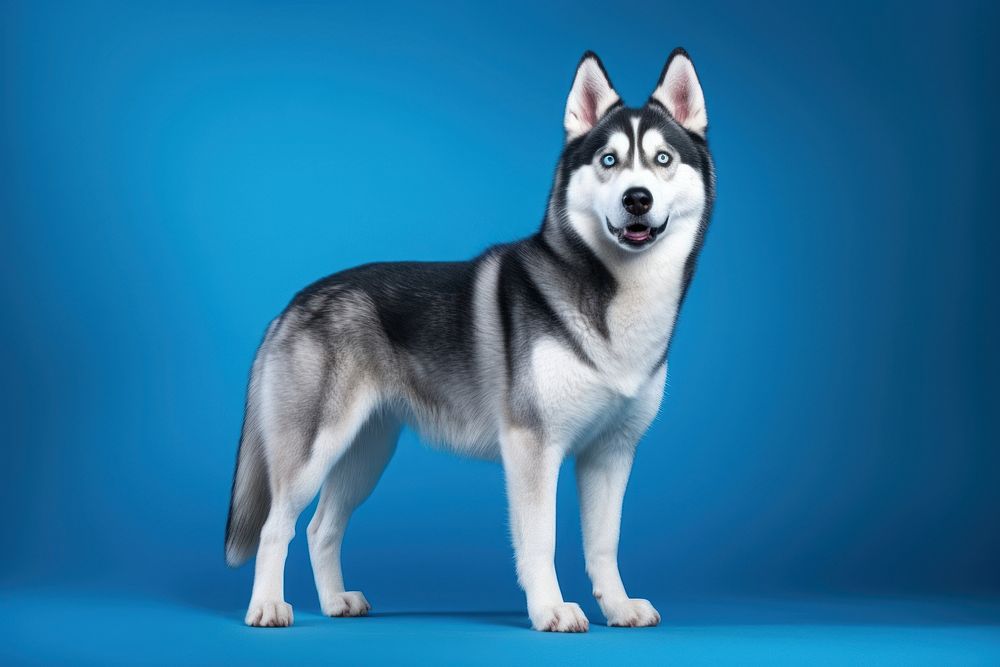 Mammal animal husky blue. AI generated Image by rawpixel.