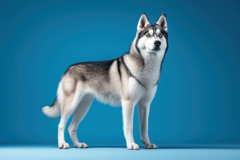 Standing mammal animal husky. AI generated Image by rawpixel.