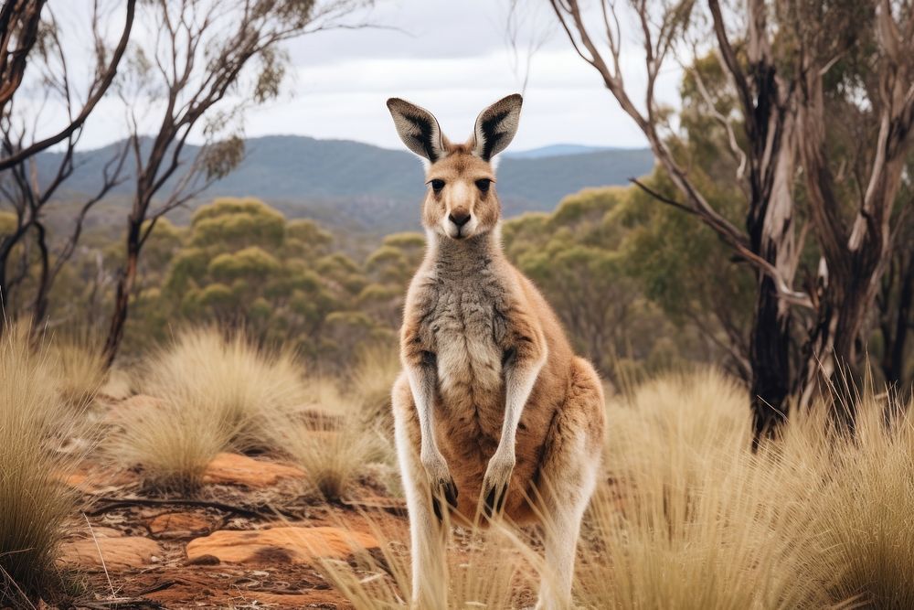 Kangaroo wallaby mammal animal. AI generated Image by rawpixel.