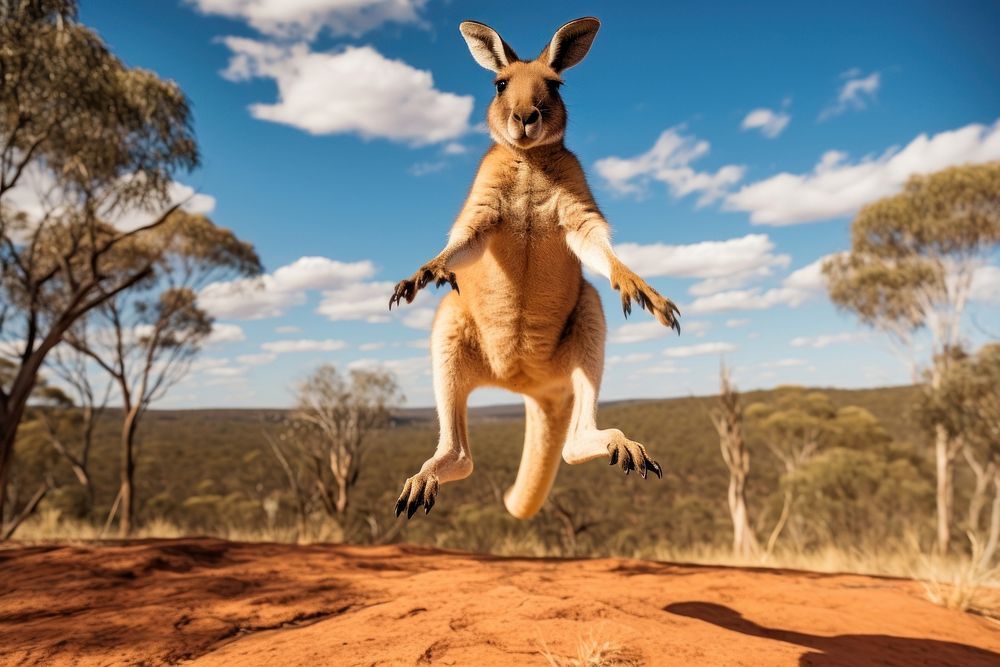 Kangaroo mammal animal landscape. 