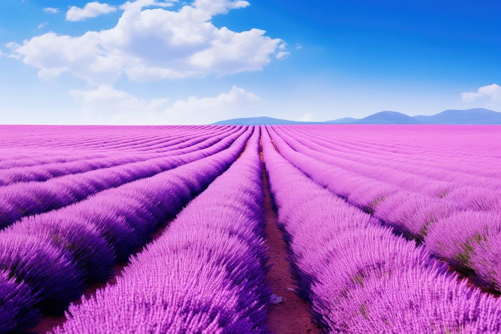 Lavender backgrounds outdoors blossom. AI generated Image by rawpixel.