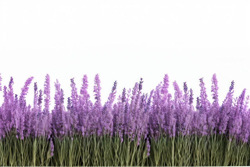 Lavender blossom flower purple. AI generated Image by rawpixel.
