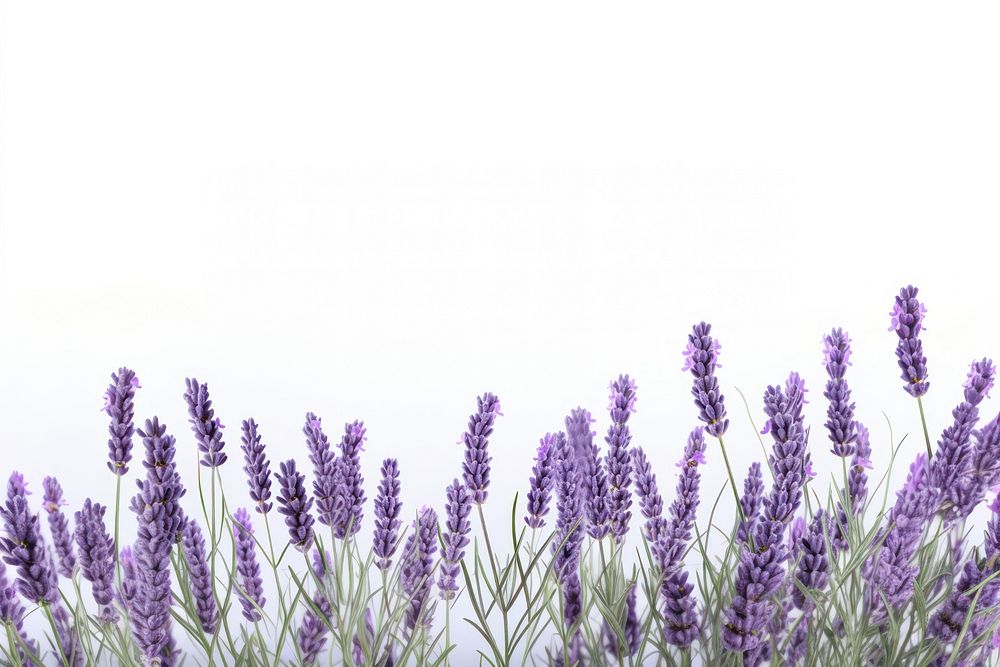 Lavender backgrounds blossom flower. 