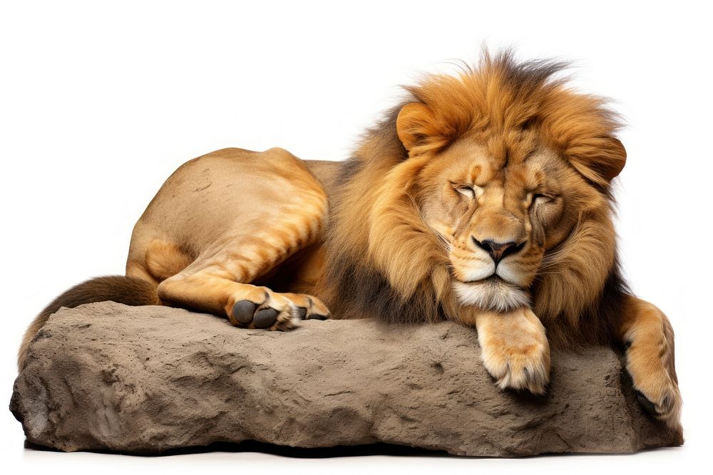 Wildlife mammal animal rock.