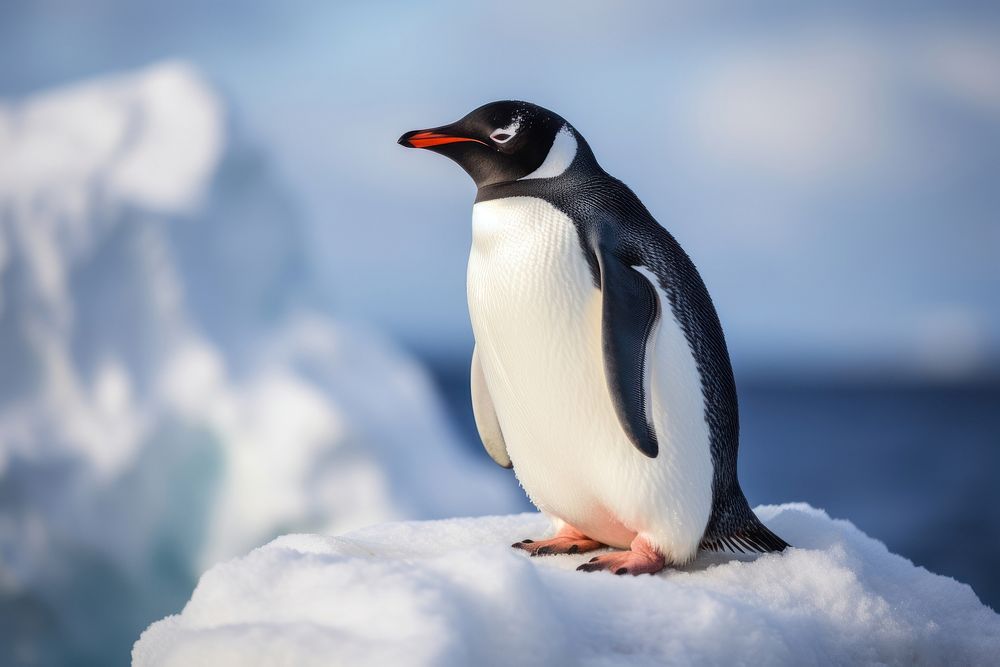 Penguin animal bird side view. 