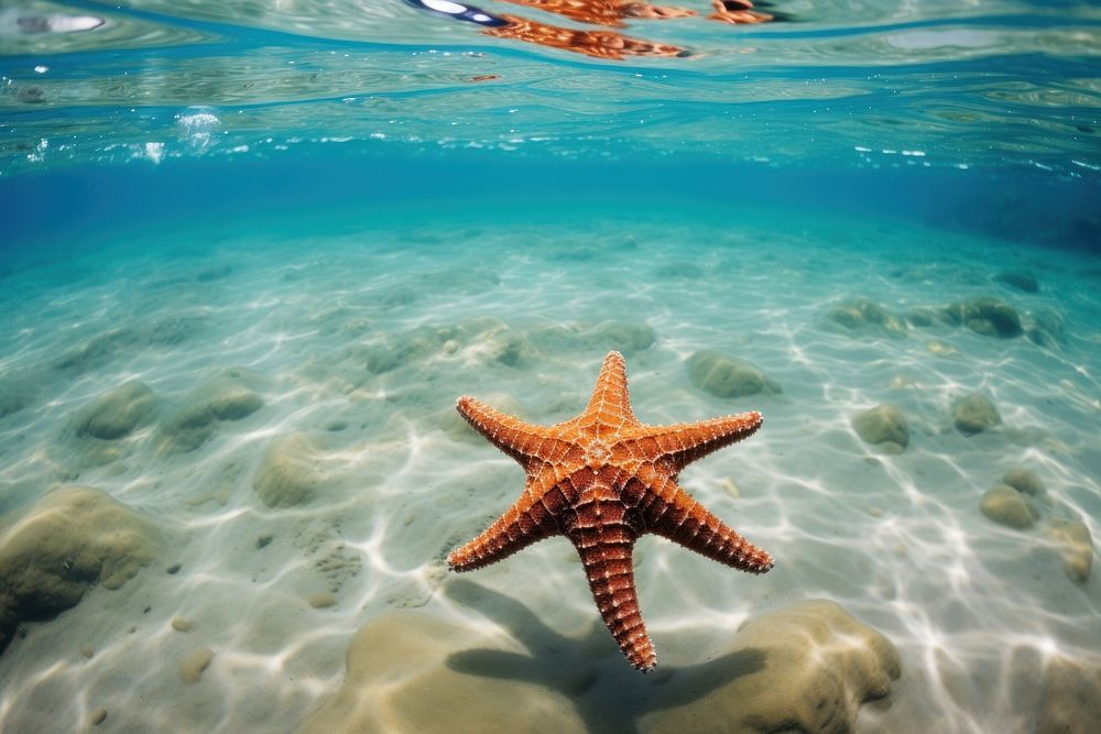 Underwater starfish wildlife outdoors. AI generated Image by rawpixel.