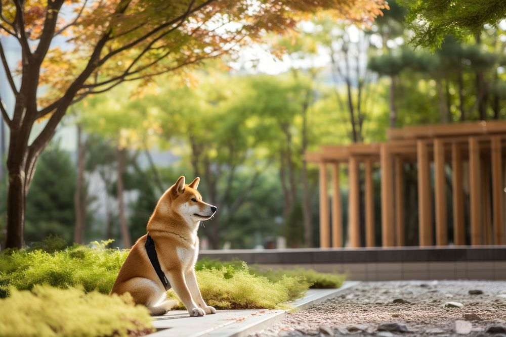 Dog outdoors animal mammal. 