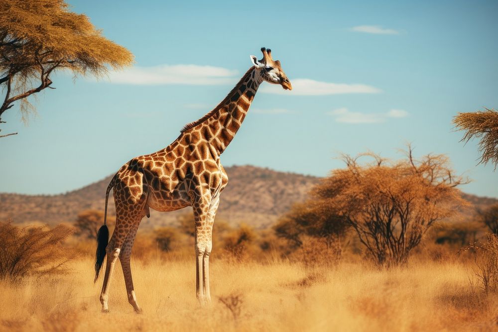 Savanna giraffe grassland wildlife. 