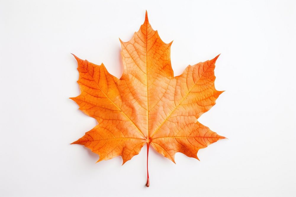 Autumn leaves maple plant. AI generated Image by rawpixel.