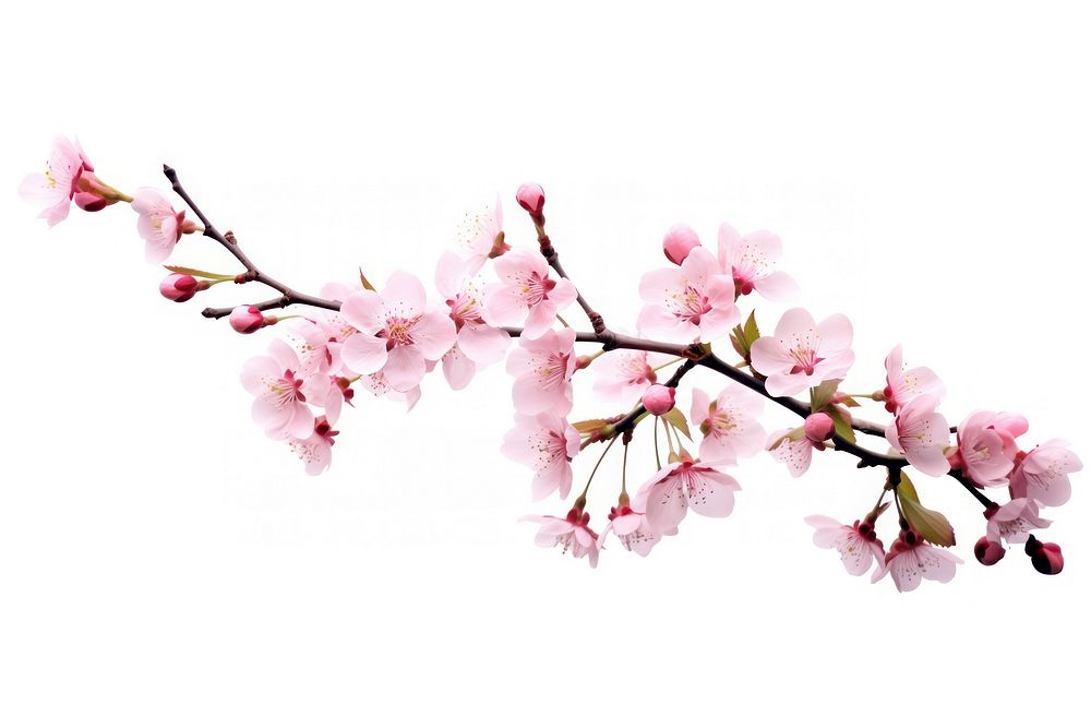 Blossom flower cherry plant. AI generated Image by rawpixel.