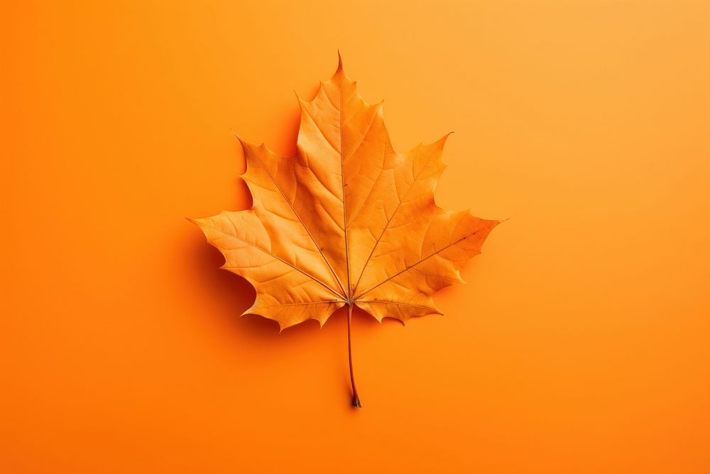 Autumn leaves maple plant. AI generated Image by rawpixel.