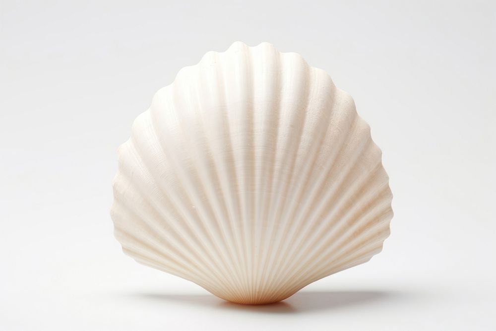 Seashell clam white background invertebrate. AI generated Image by rawpixel.