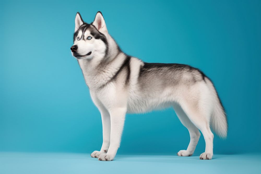 Dog mammal animal husky. 