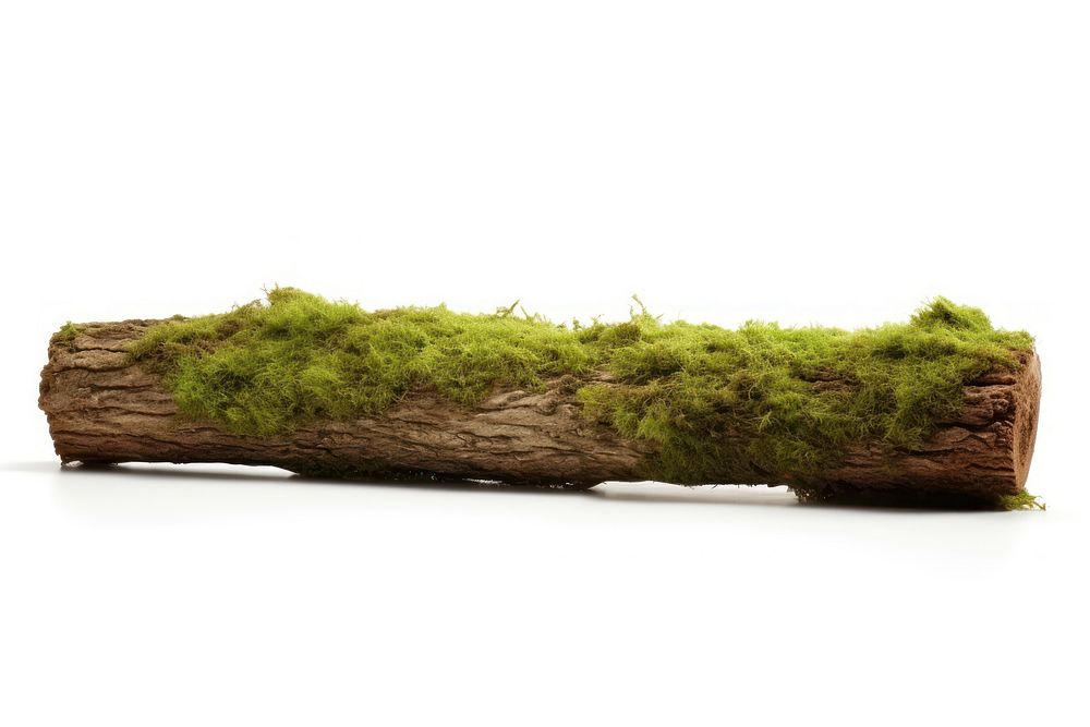 Moss plant tree log. AI generated Image by rawpixel.