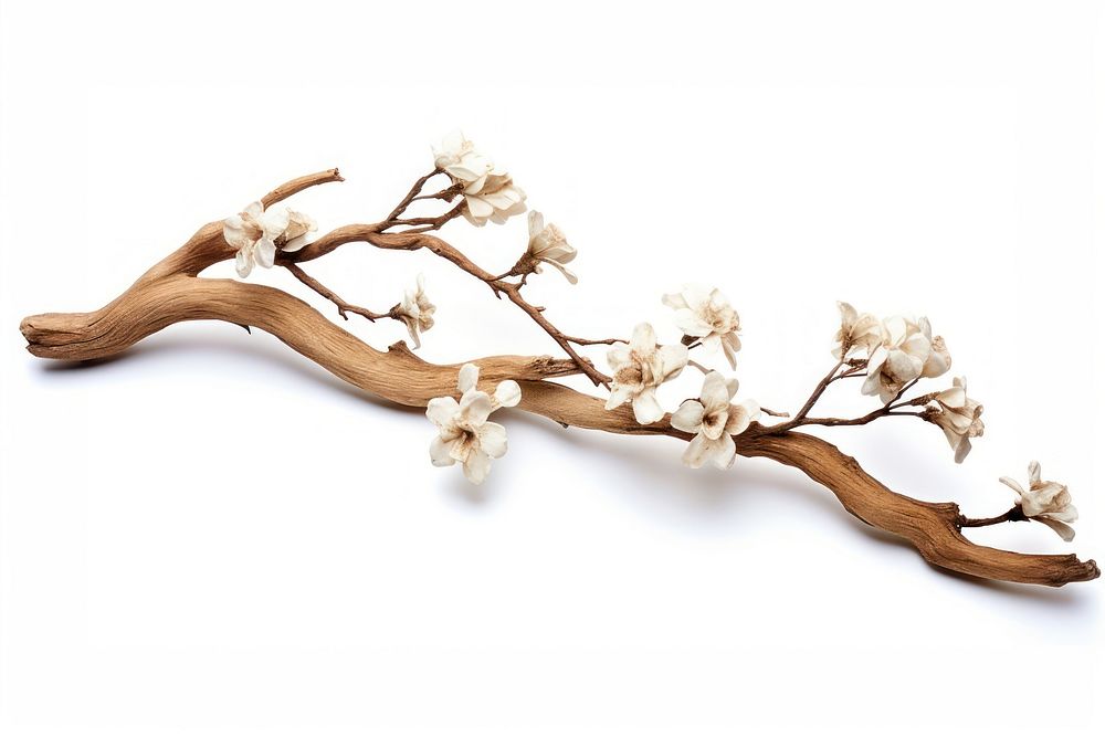 Wood blossom flower plant. AI generated Image by rawpixel.
