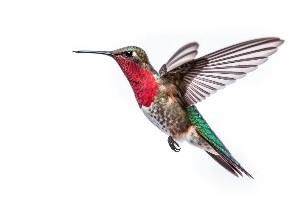 Hummingbird animal white background wildlife. 