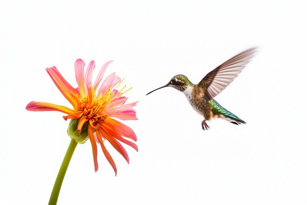 Hummingbird flower animal flying. AI generated Image by rawpixel.