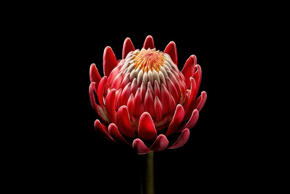 Flower petal plant inflorescence. 