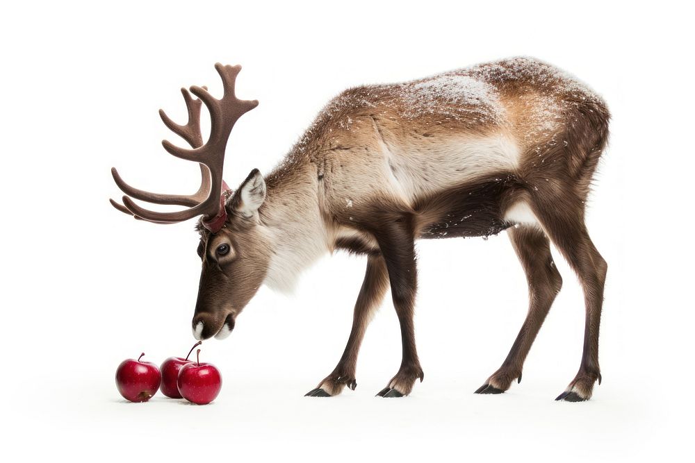 Fruit wildlife animal mammal. AI generated Image by rawpixel.