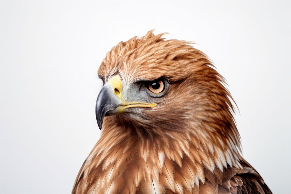 Portrait buzzard animal eagle. 