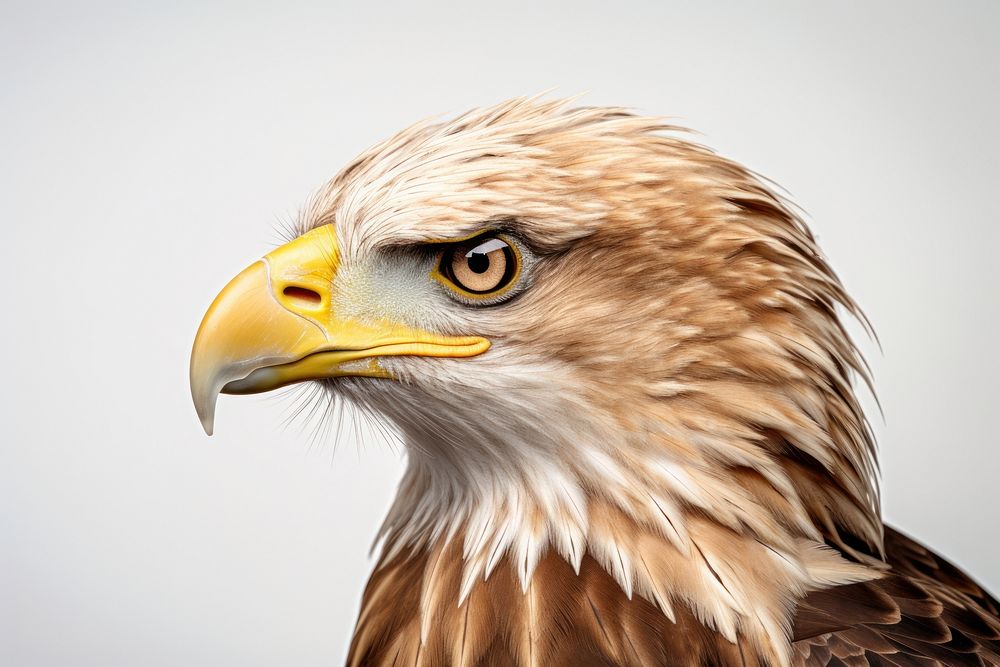 Portrait animal eagle beak. 