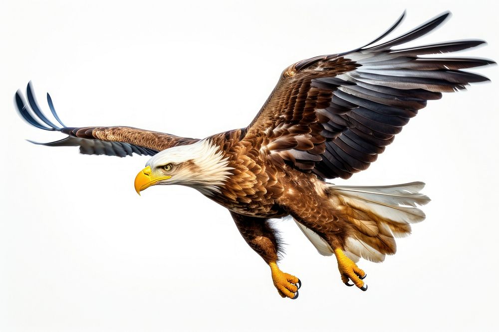 Animal eagle bird beak. AI generated Image by rawpixel.