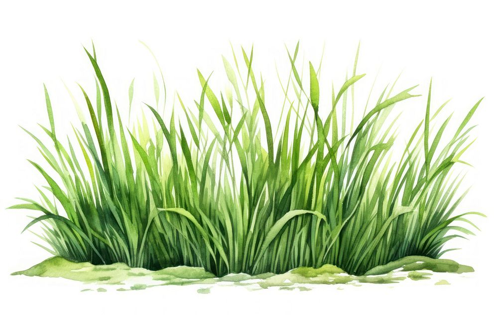 Grass plant green water. AI generated Image by rawpixel.