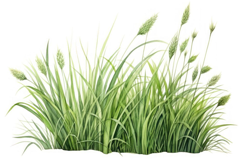 Grass plant green white background. AI generated Image by rawpixel.