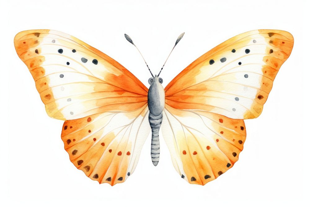 Butterfly insect animal moth. AI generated Image by rawpixel.